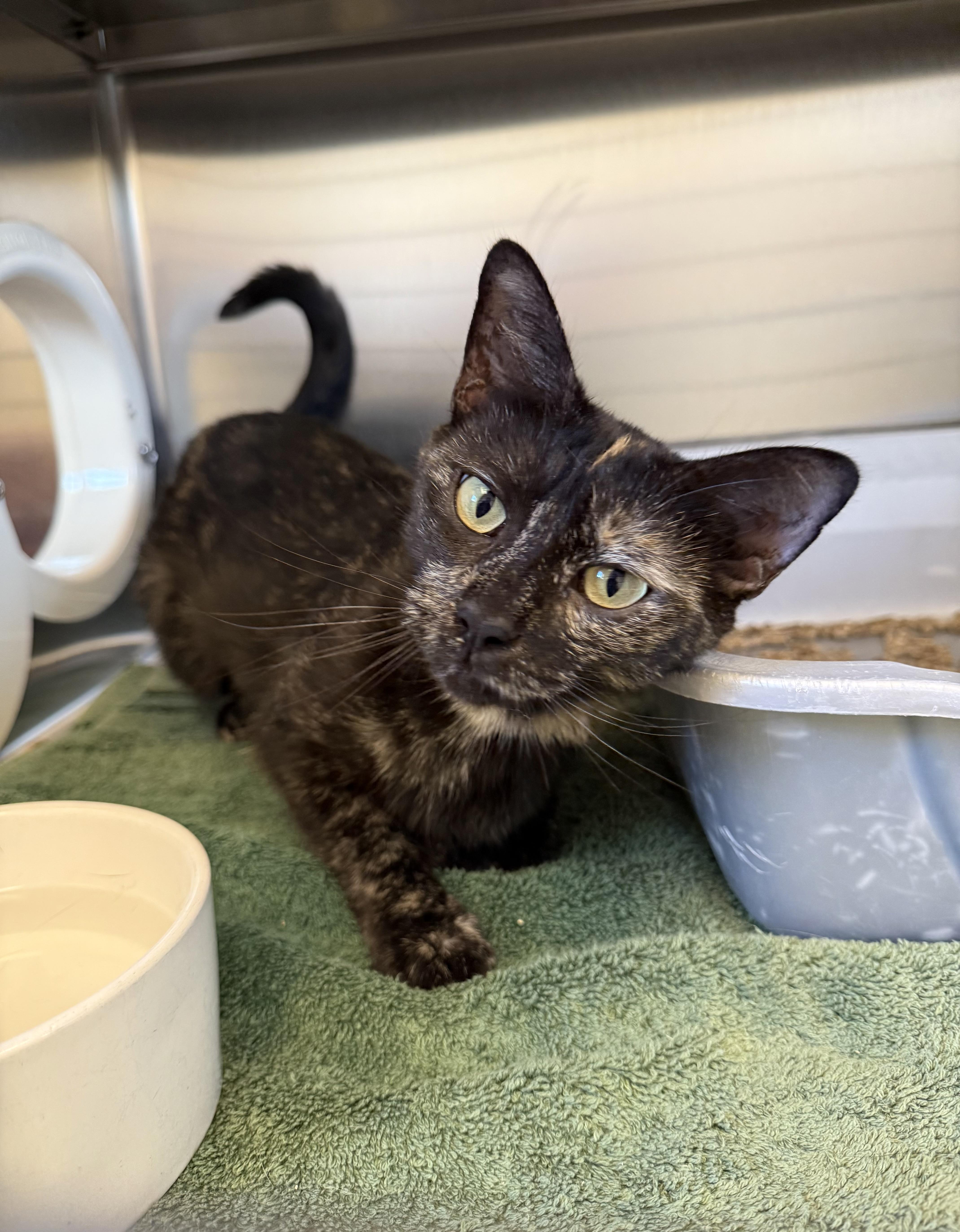 Saka, Adoptable, Adult Female Domestic Short Hair.