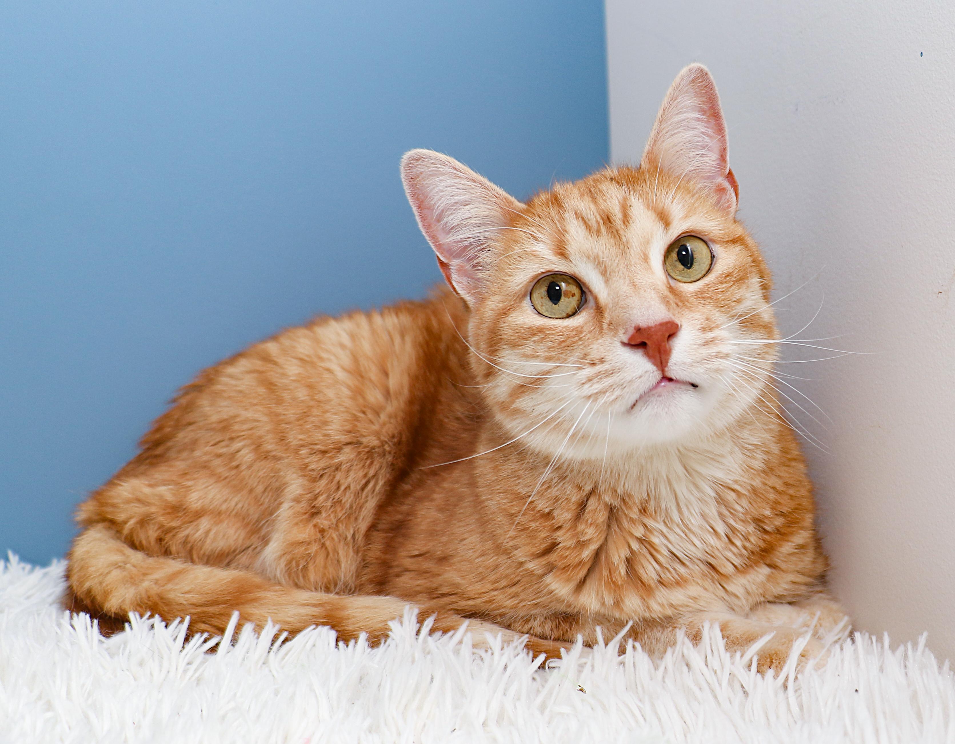 Manny, Adoptable, Senior Male Domestic Short Hair.