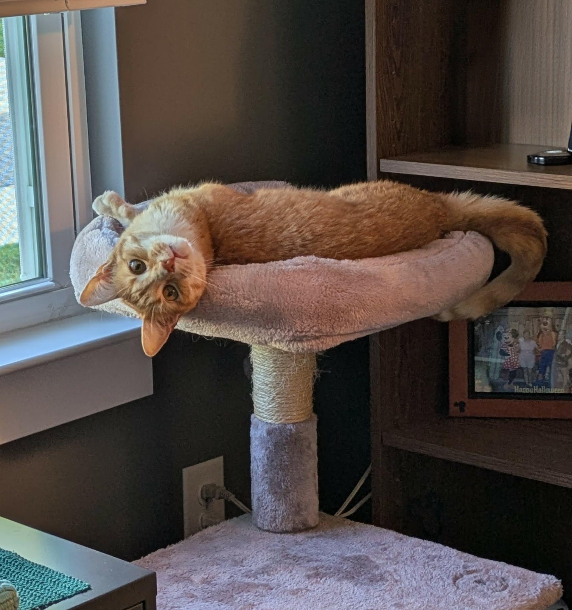 Manny, Adoptable, Senior Male Domestic Short Hair.