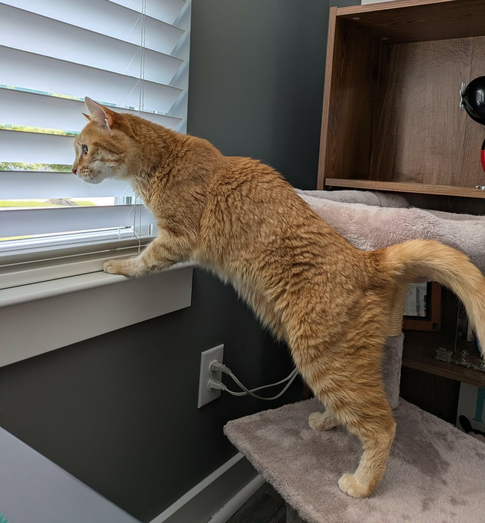 Manny, a Adoptable Domestic Short Hair in Charlotte, NC image 4/6