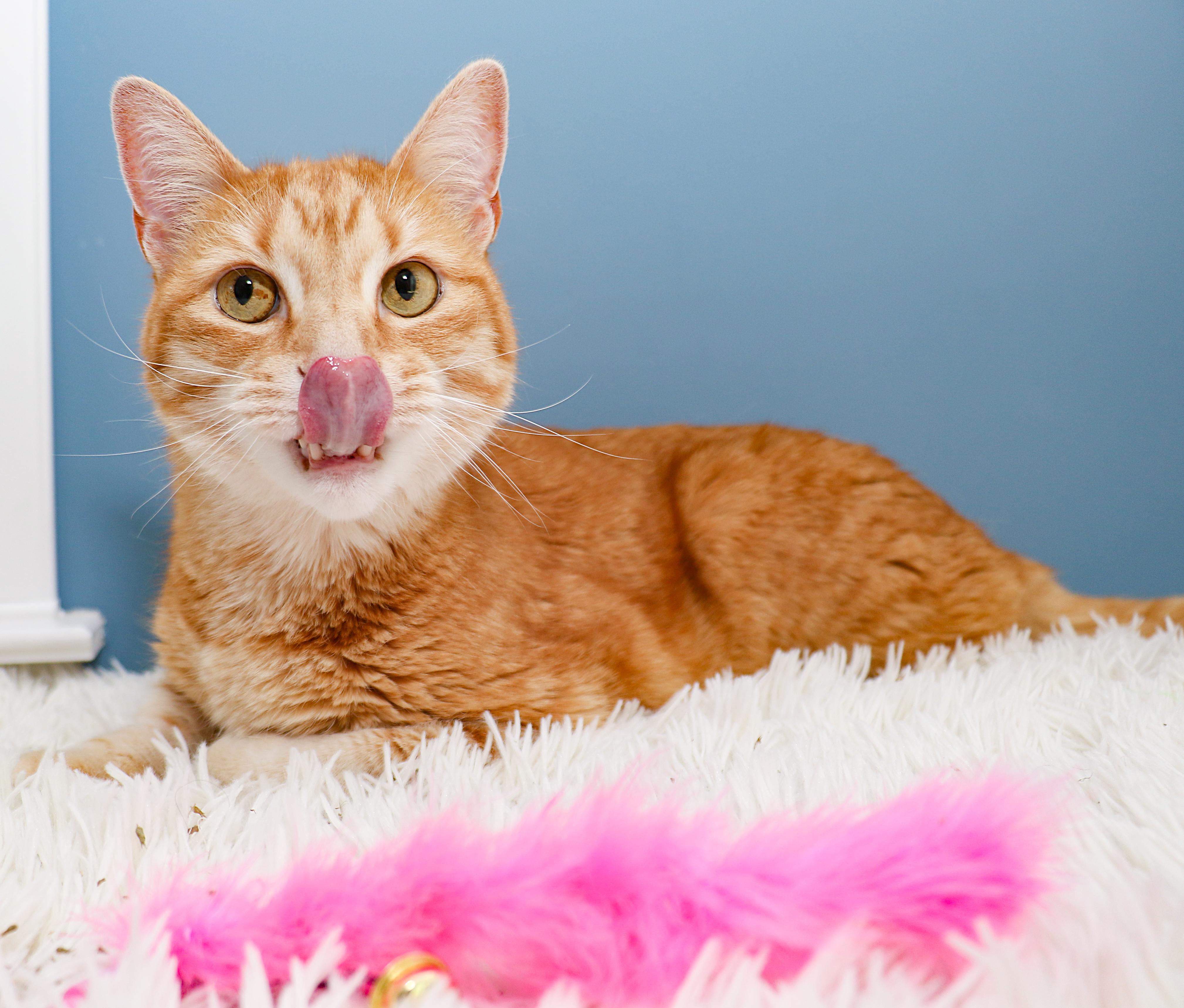 Manny, a Adoptable Domestic Short Hair in Charlotte, NC image 6/6