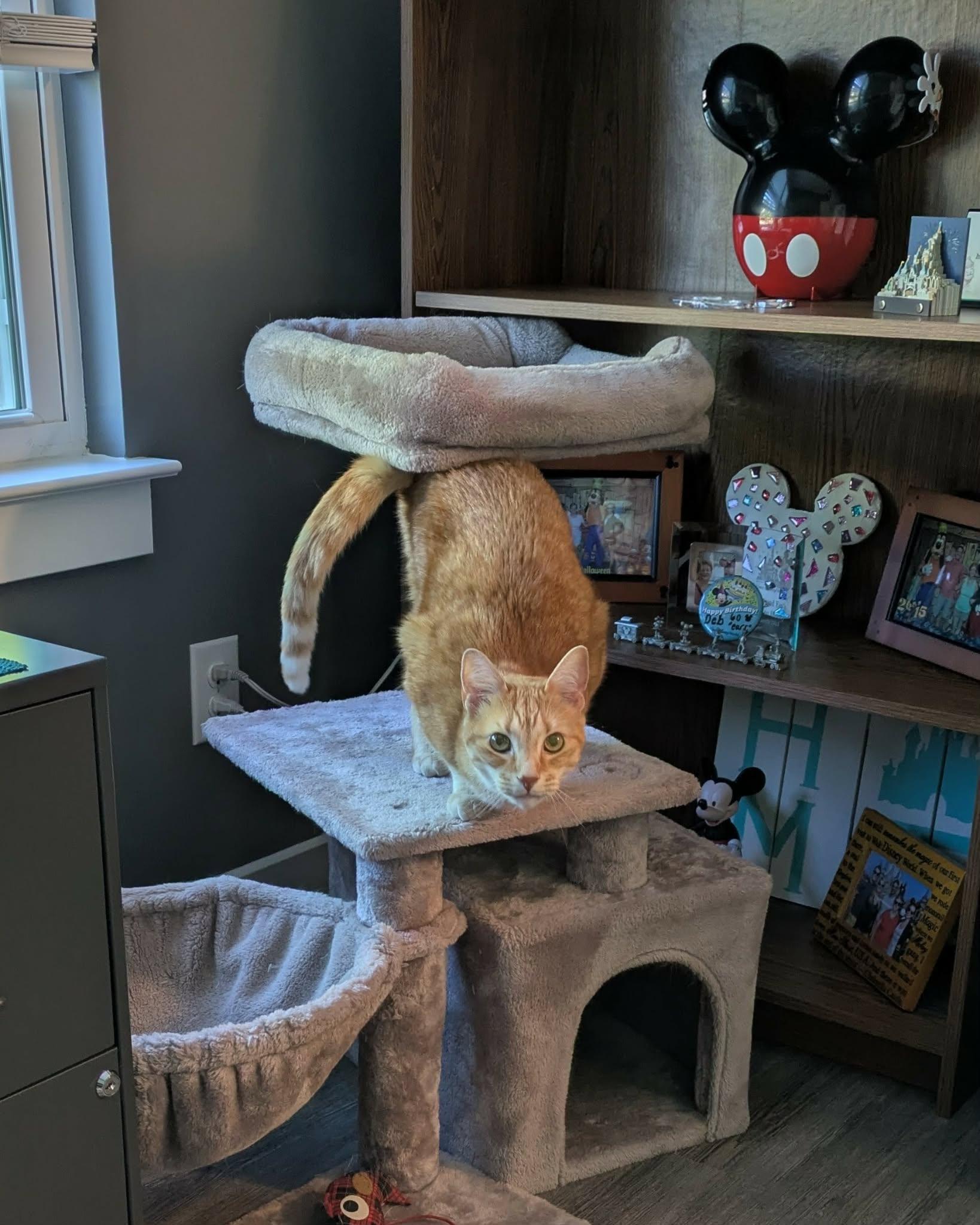 Manny, a Adoptable Domestic Short Hair in Charlotte, NC image 3/6