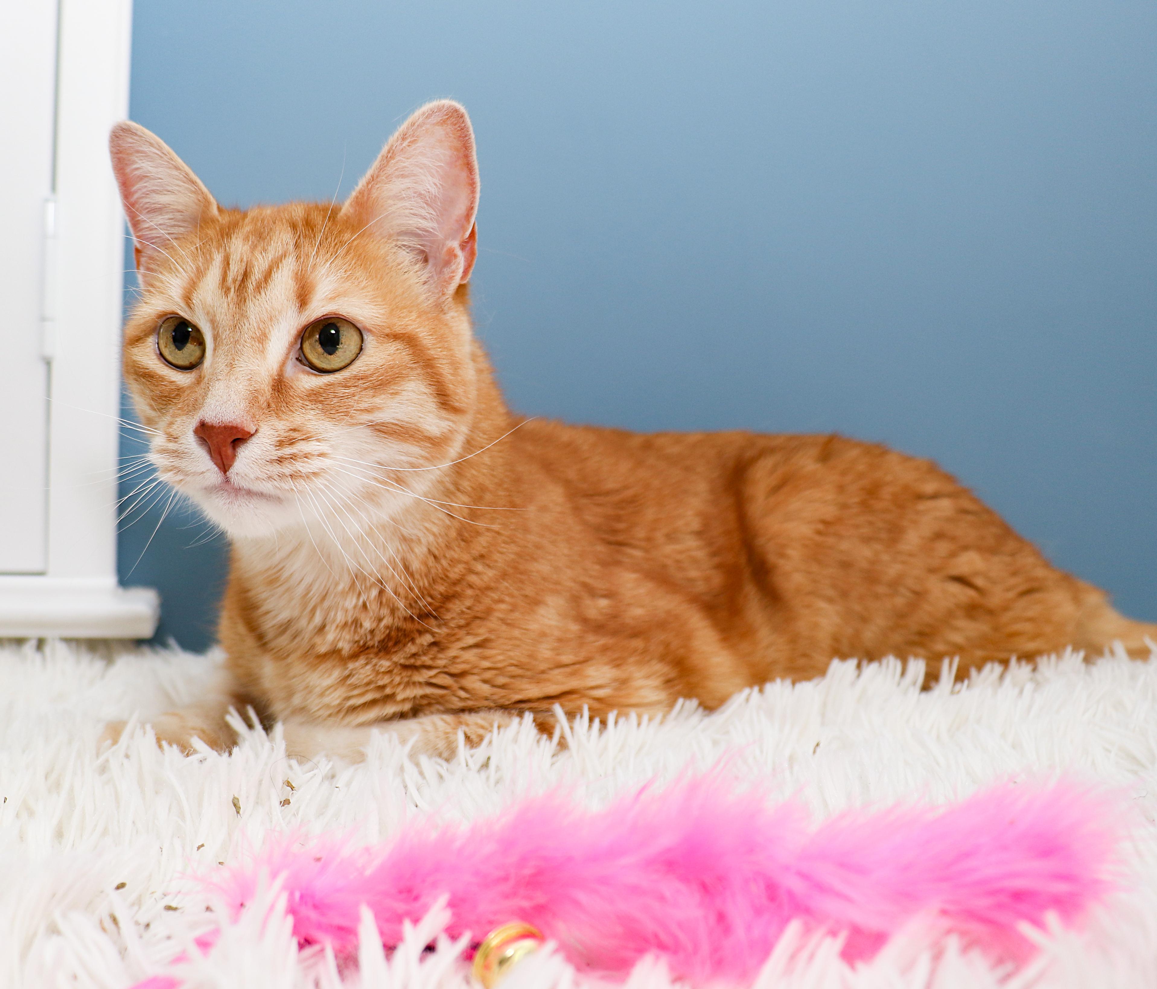 Manny, a Adoptable Domestic Short Hair in Charlotte, NC image 5/6