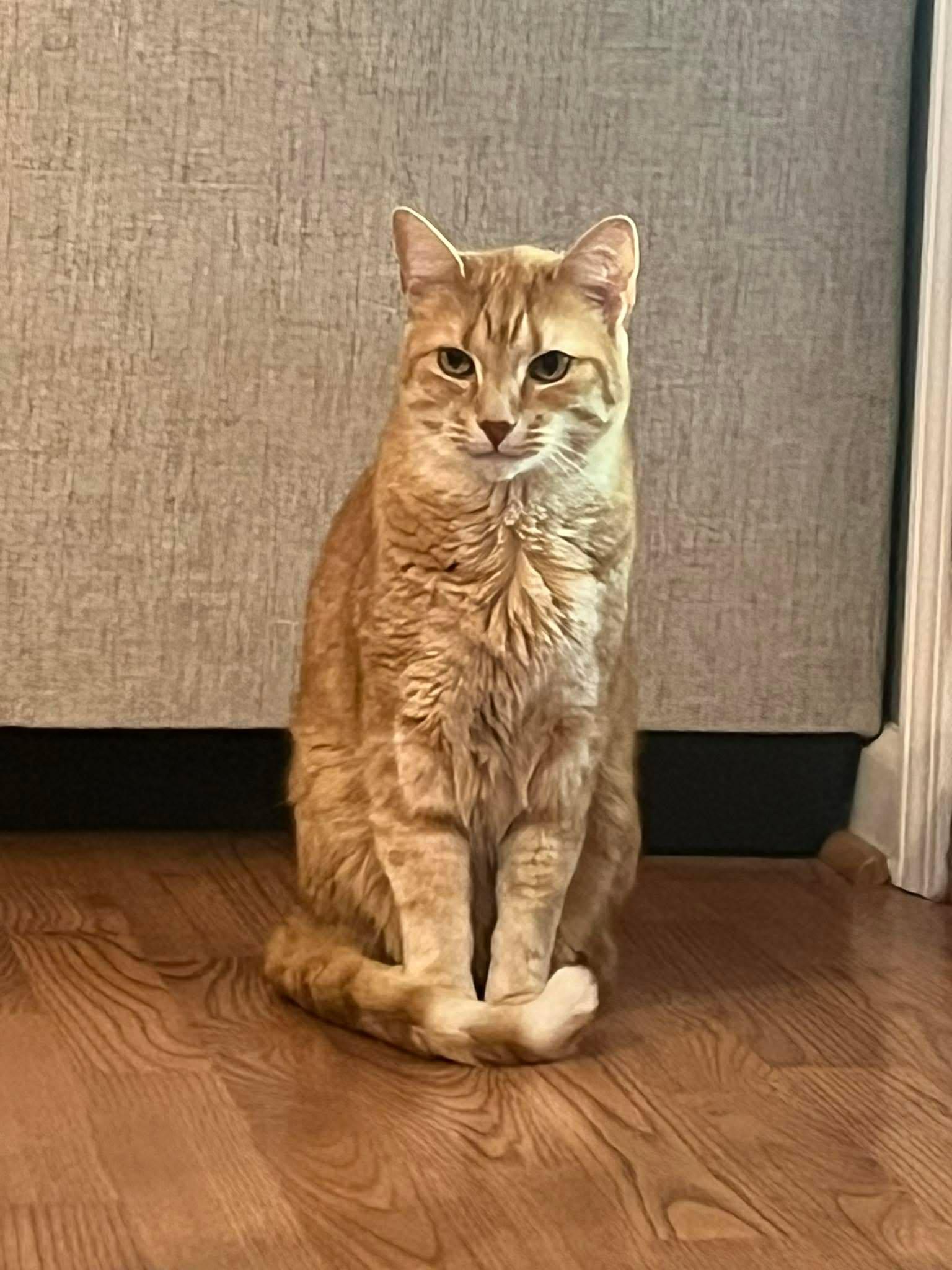 Manny, a Adoptable Domestic Short Hair in Charlotte, NC image 2/6