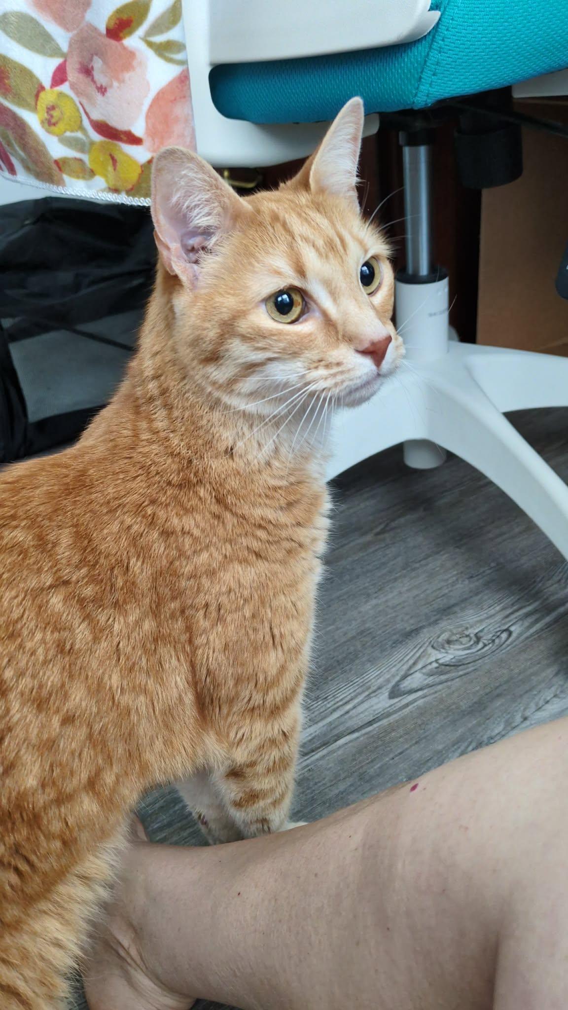 Manny, a Adoptable Domestic Short Hair in Charlotte, NC image 6/6