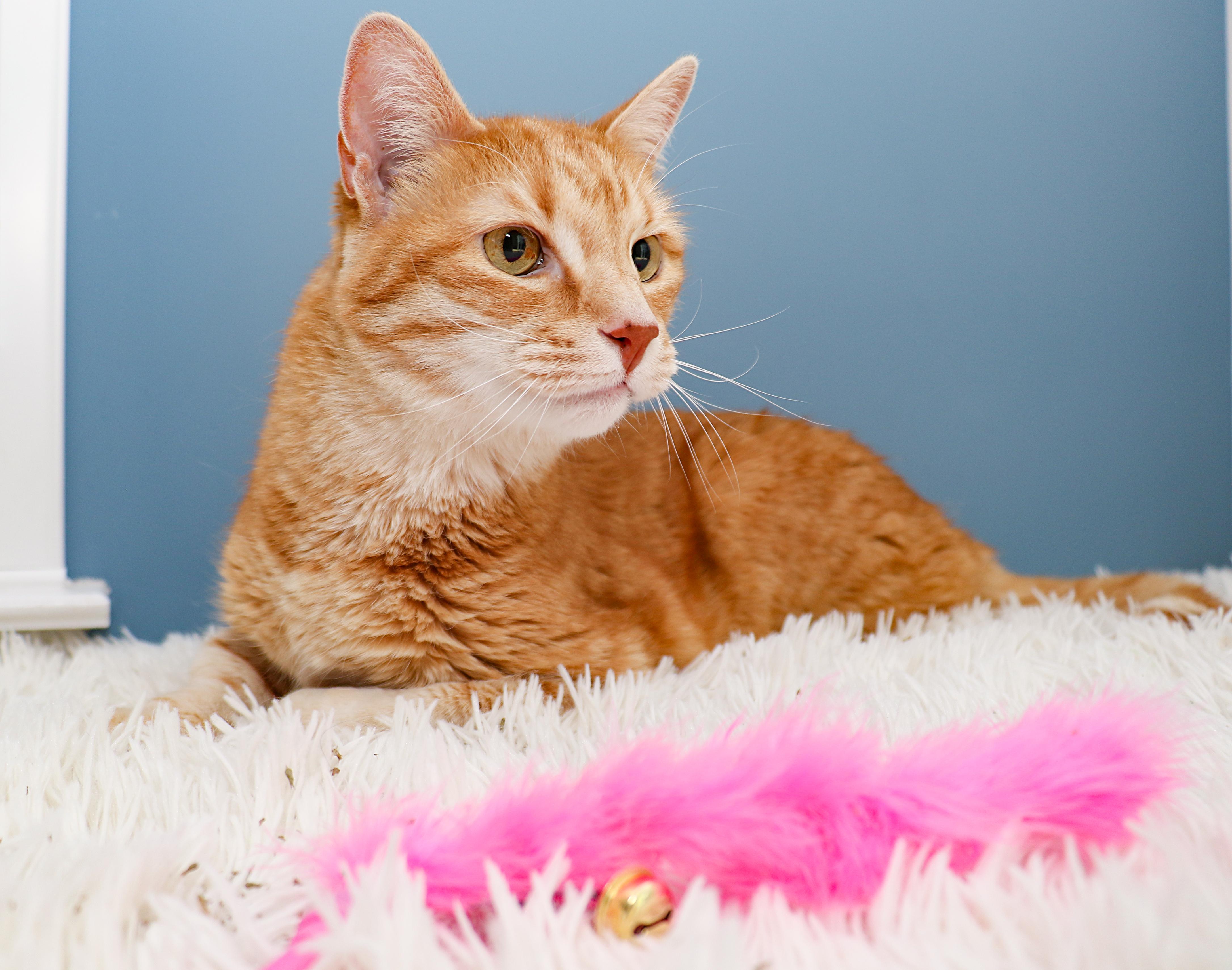Manny, a Adoptable Domestic Short Hair in Charlotte, NC image 4/6