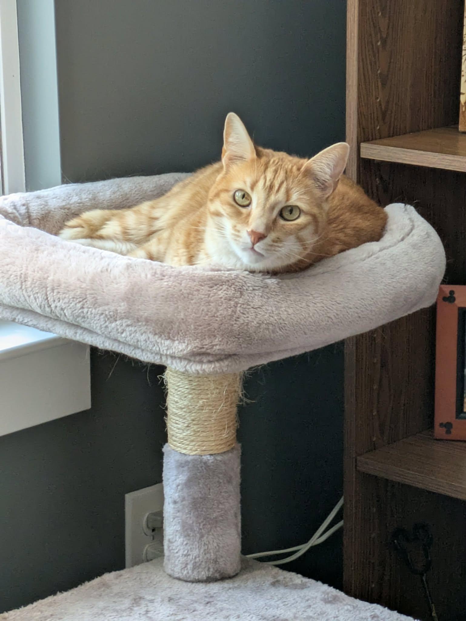 Manny, a Adoptable Domestic Short Hair in Charlotte, NC image 5/6