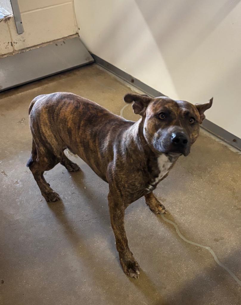 Enlarge Matt, a Adoptable mixed breed in Belton, TX image 1/1