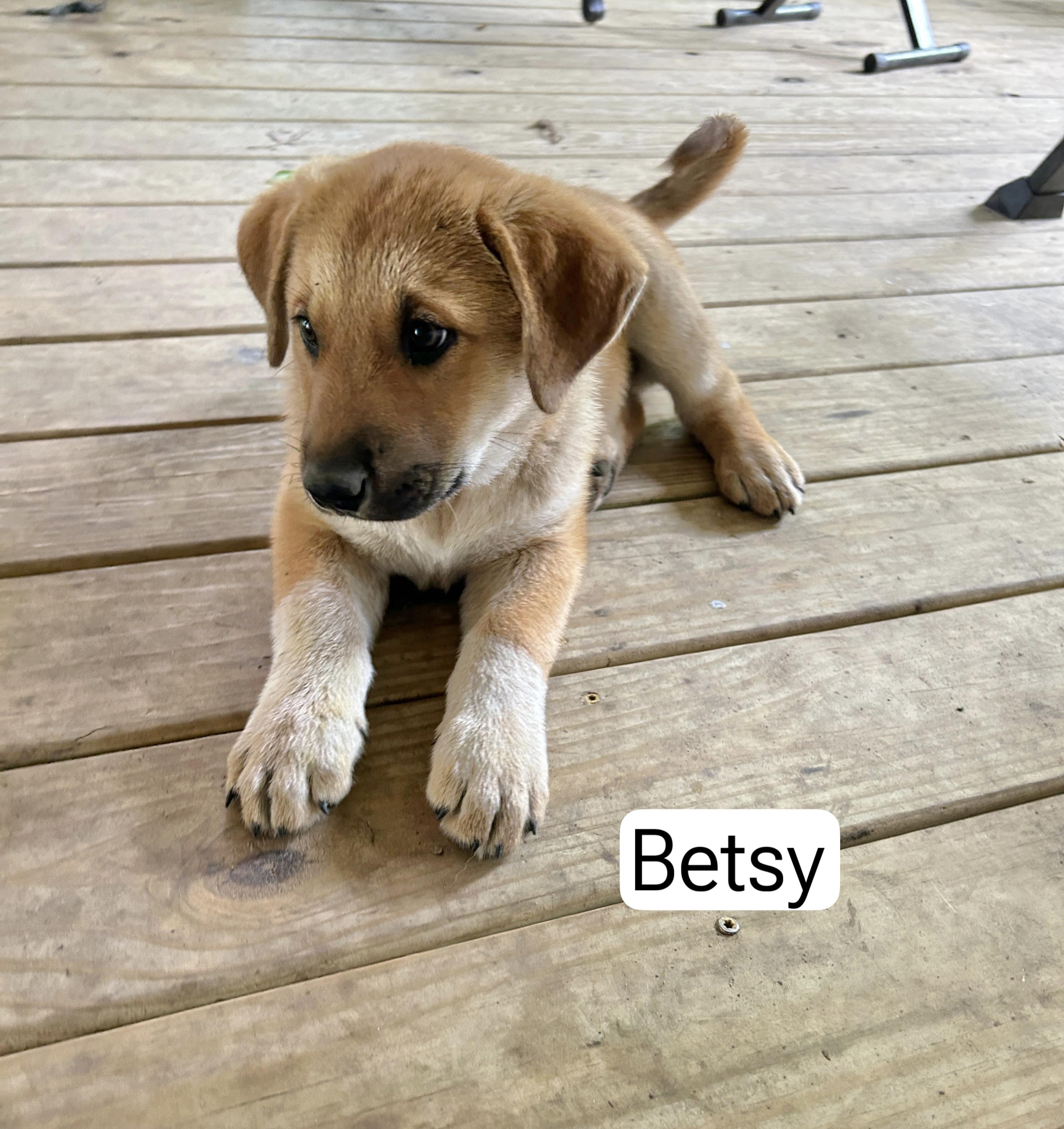 Betsy, adopted, Puppy Female Great Pyrenees.
