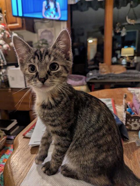 Flower power, Adopted, Young Female Domestic Short Hair.