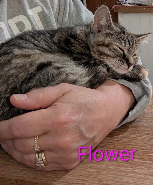 Enlarge Flower power, a Adopted Domestic Short Hair in Rochester, NY image 2/3