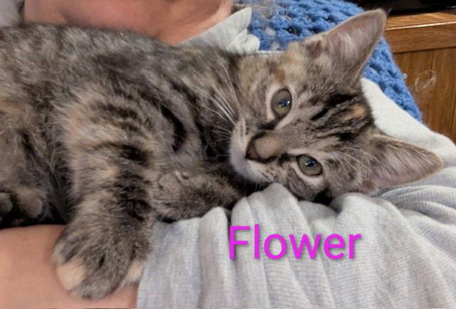 Enlarge Flower power, a Adopted Domestic Short Hair in Rochester, NY image 3/3