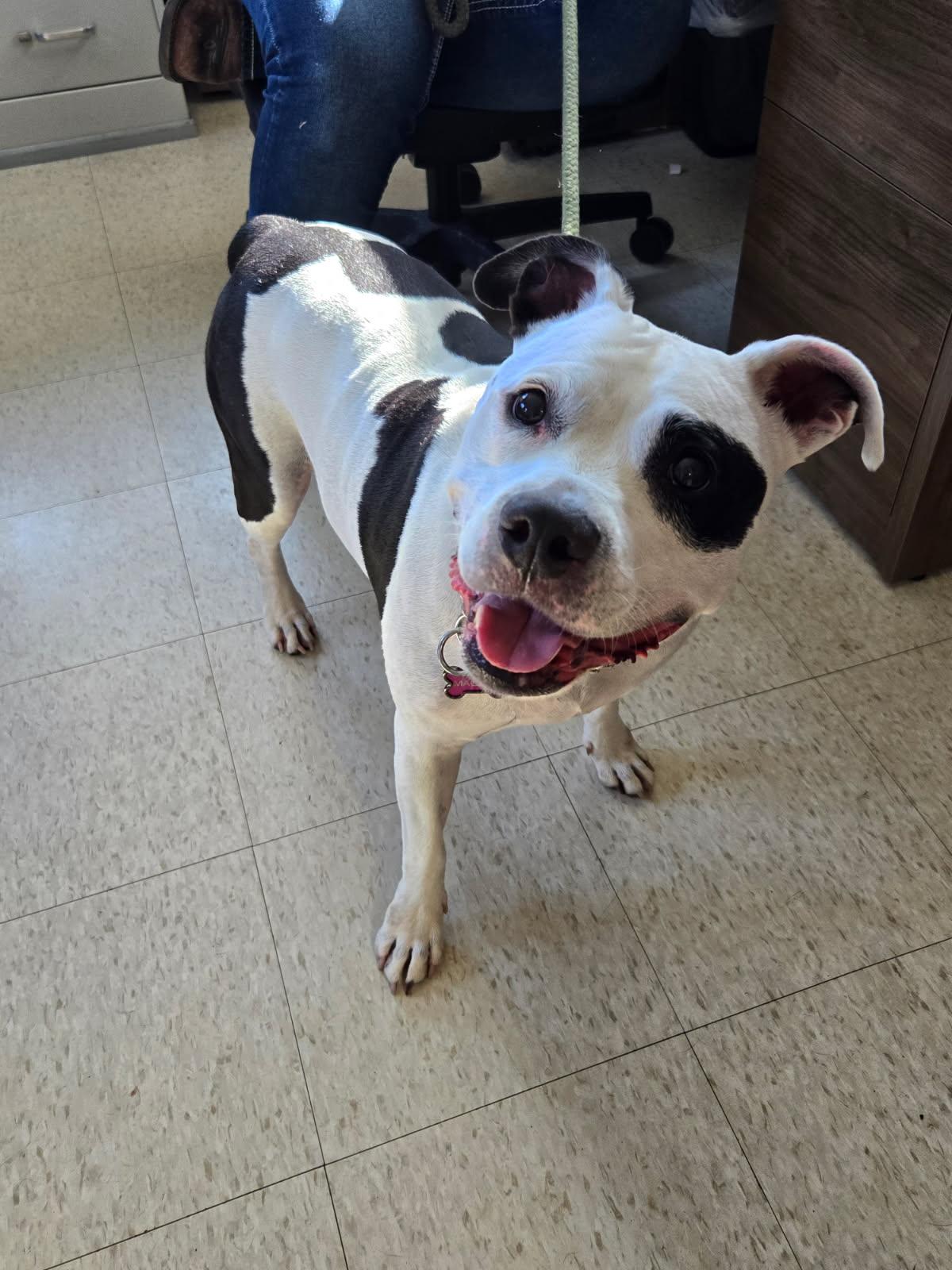 Enlarge Maggie, a Adoptable Pit Bull Terrier in Yorkville, IL image 1/1
