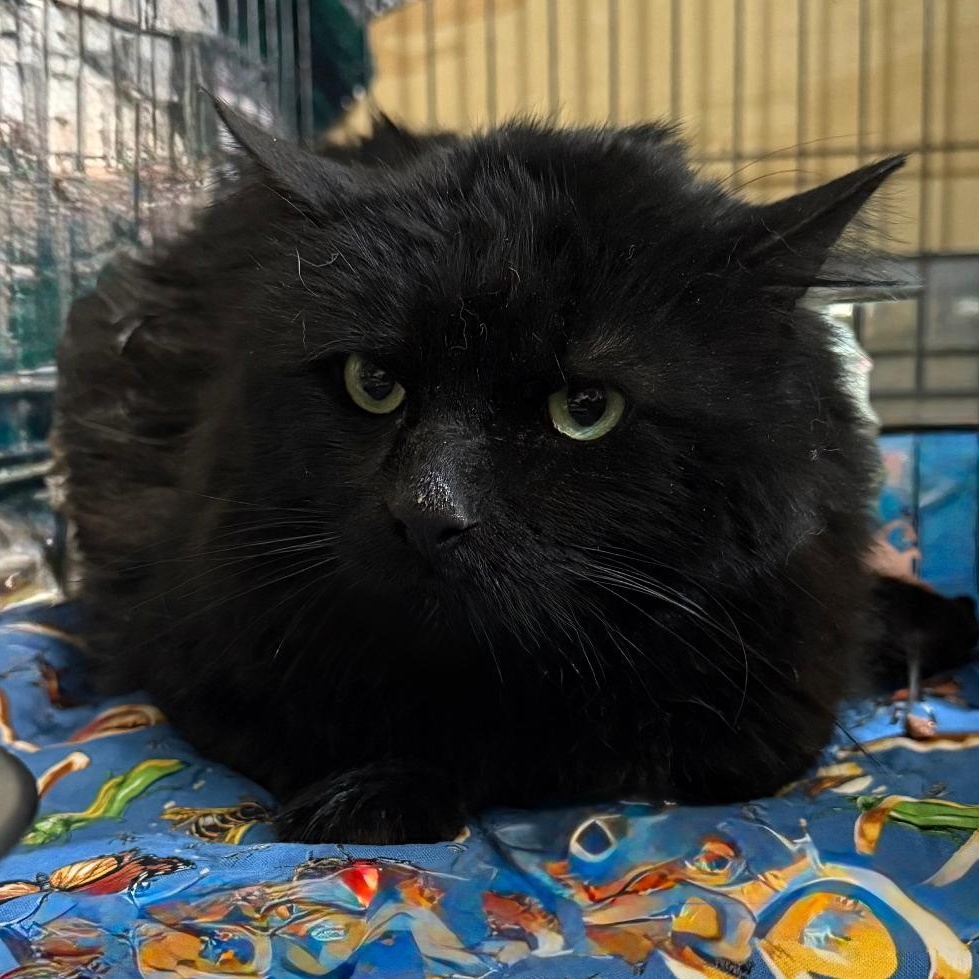 Enlarge BEAU, a ADOPTABLE Domestic Long Hair in Gresham, WI image 1/1