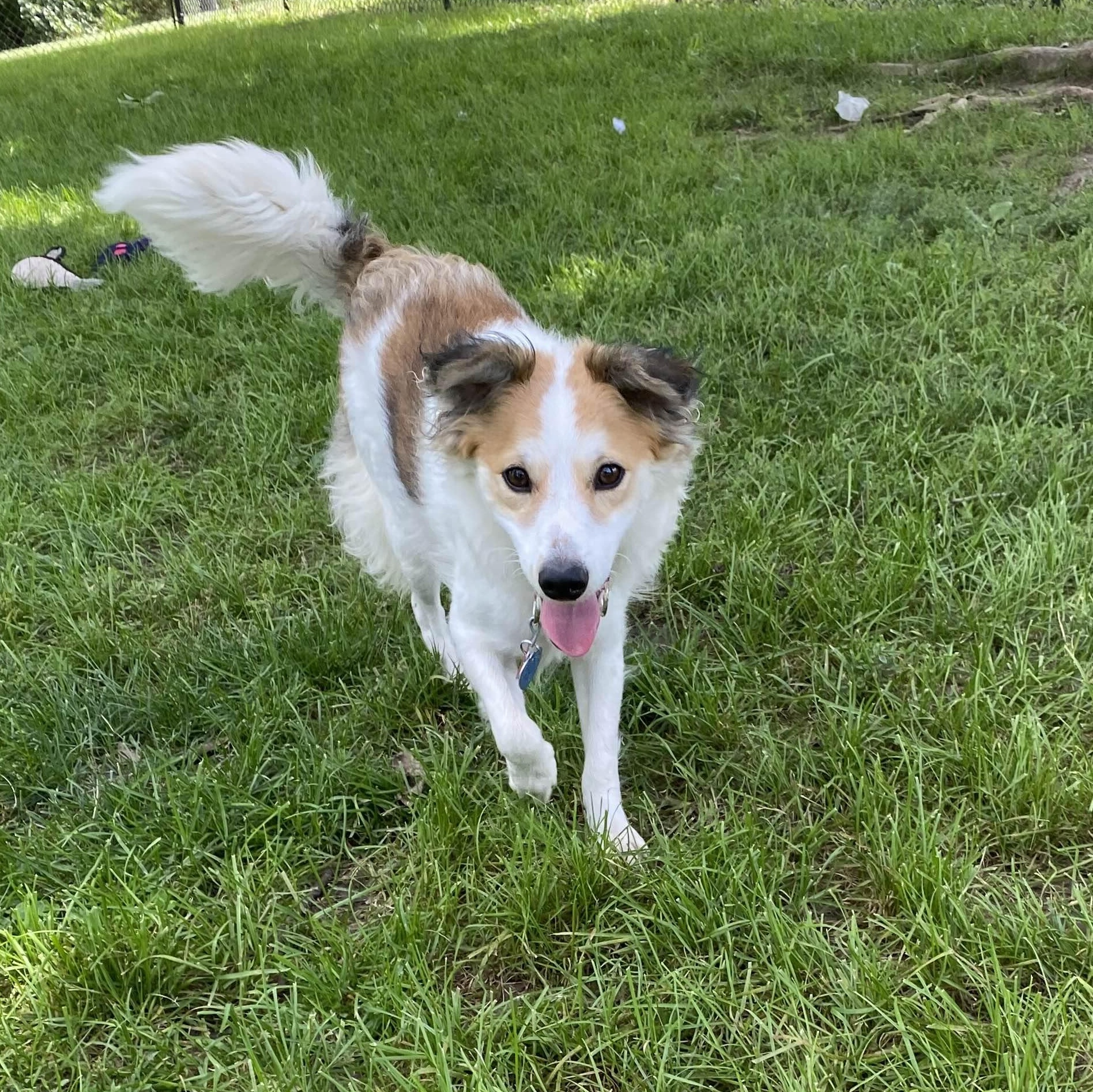 Lottie - Constant Companion