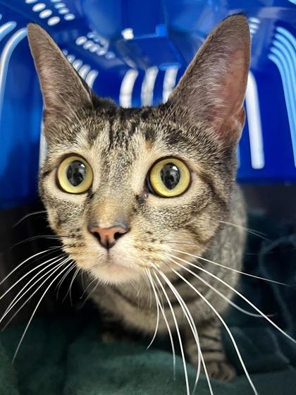 Ember — thumbnail 2