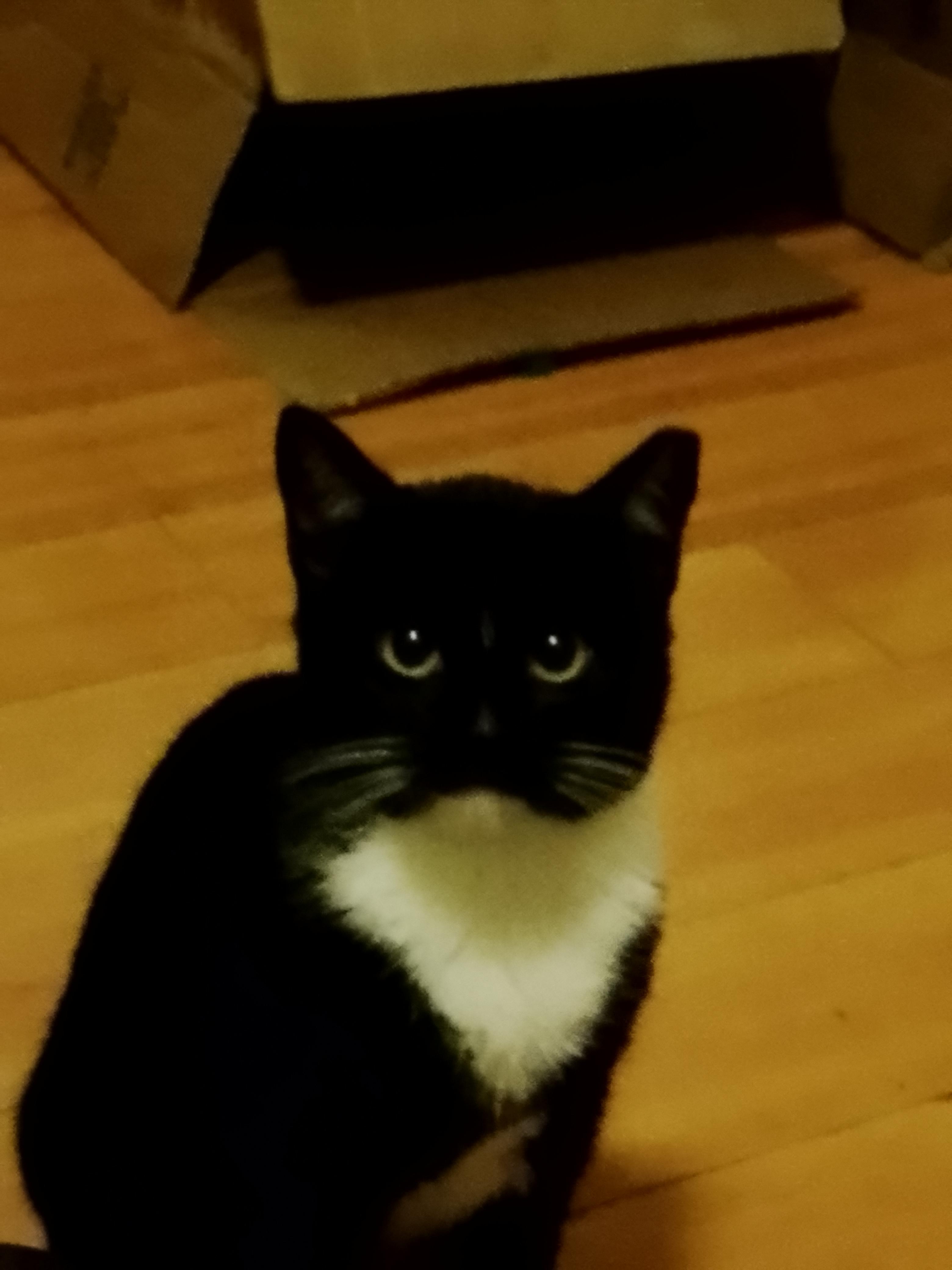 Olive, ADOPTABLE, Young Female Domestic Long Hair.