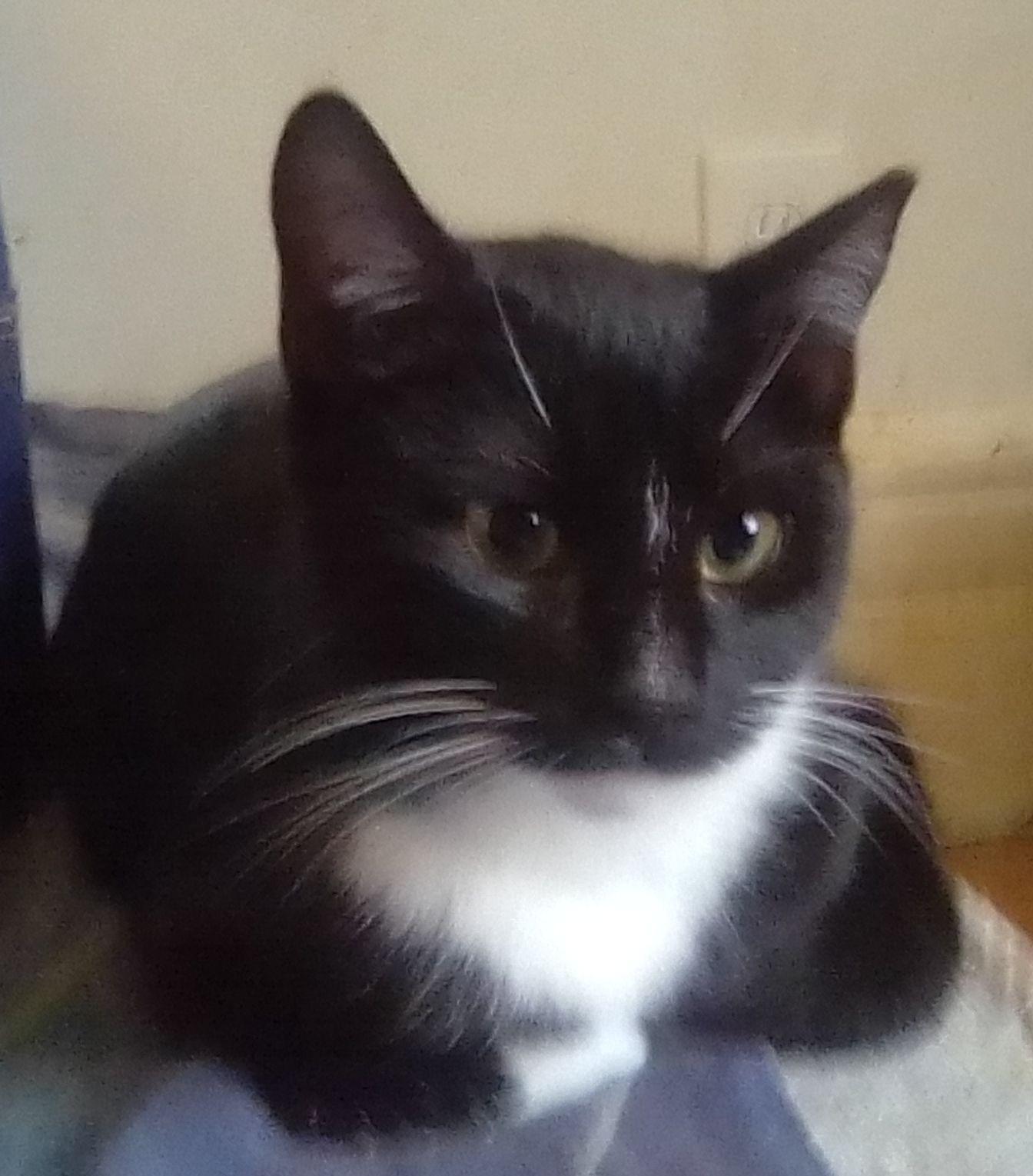 Olive, a ADOPTABLE Domestic Long Hair in Woodland, CA image 5/5