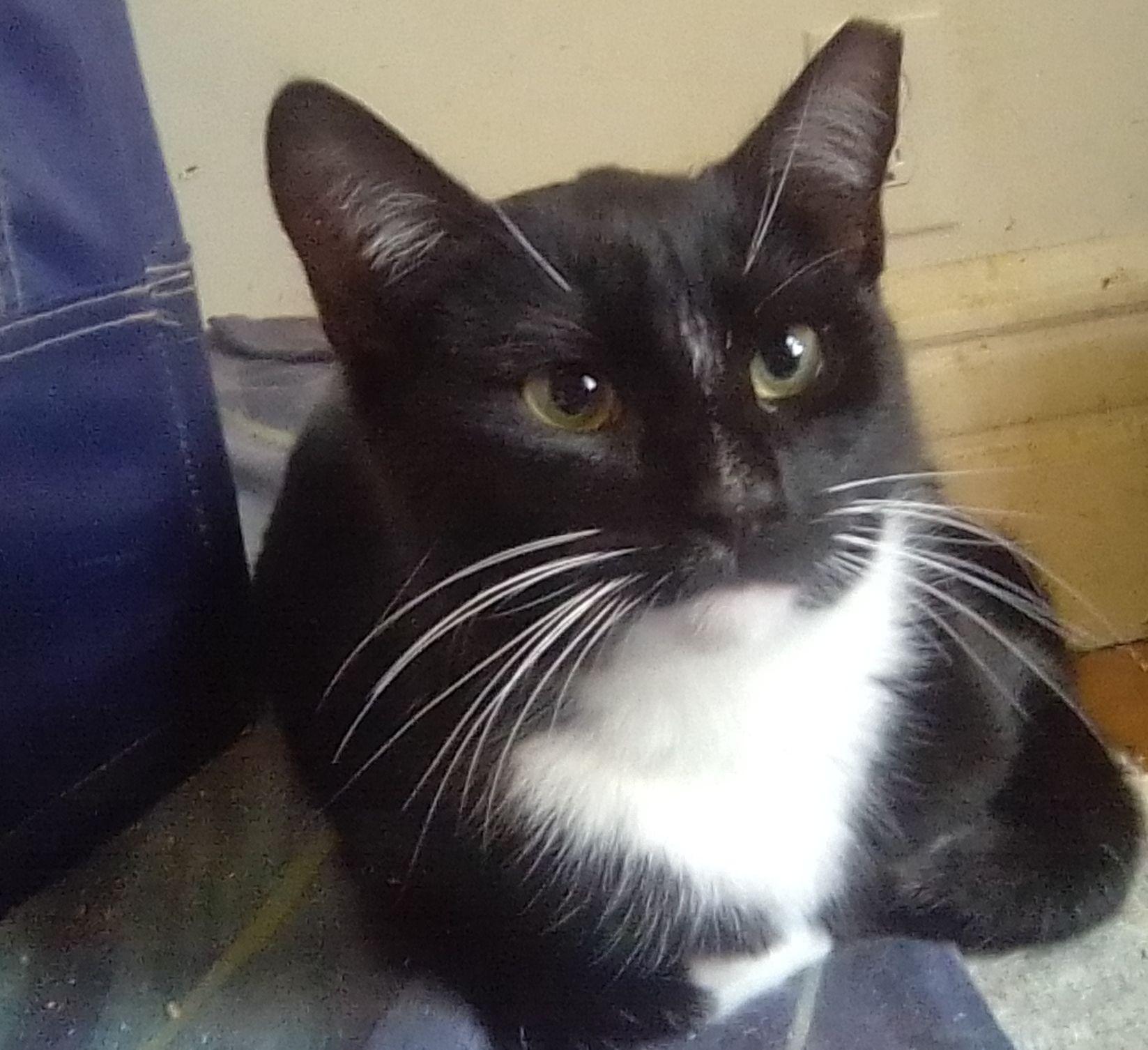 Olive, ADOPTABLE, Young Female Domestic Long Hair.