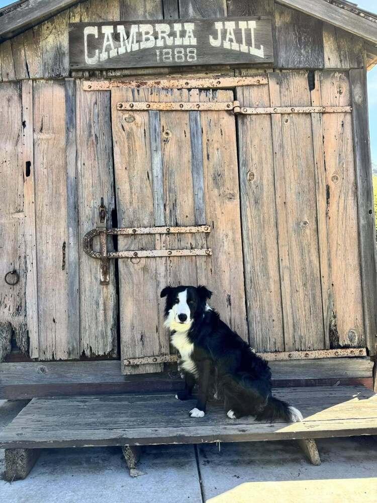 Monty CA, Adoptable, Adult Male Border Collie & Australian Shepherd.