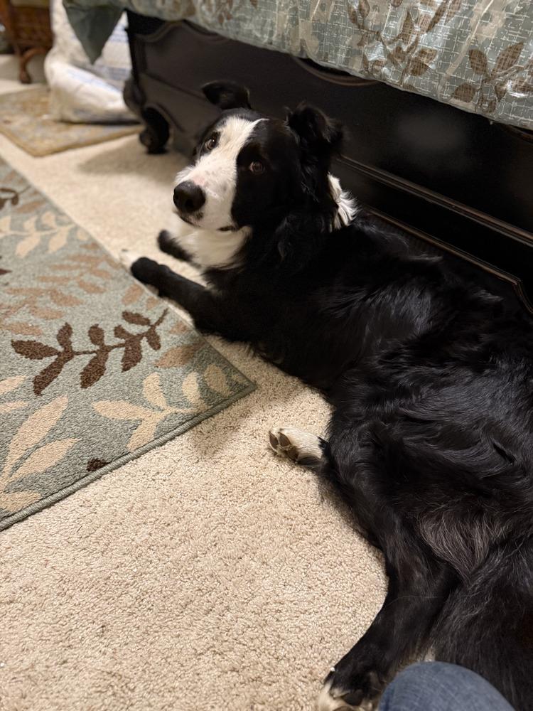 Monty CA, Adoptable, Adult Male Border Collie & Australian Shepherd.