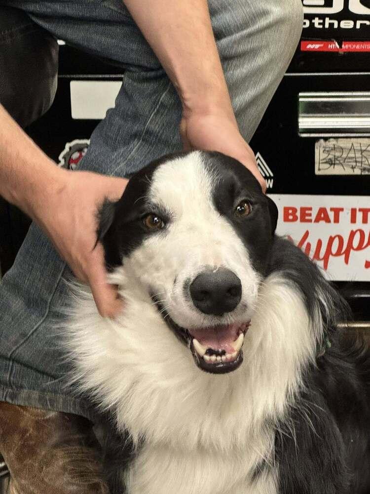 Enlarge Monty CA, a Adoptable mixed breed in Ontario, CA image 3/6