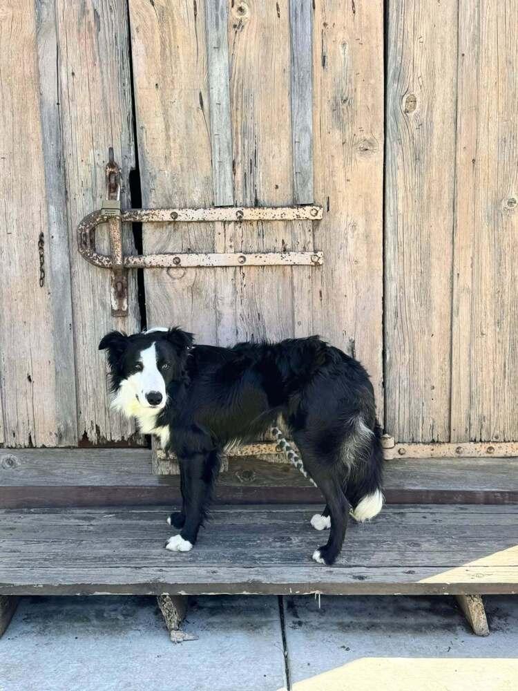 Enlarge Monty CA, a Adoptable mixed breed in Ontario, CA image 4/6