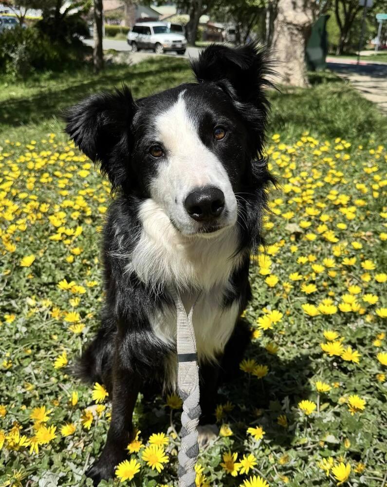 Enlarge Monty CA, a Adoptable mixed breed in Ontario, CA image 4/6