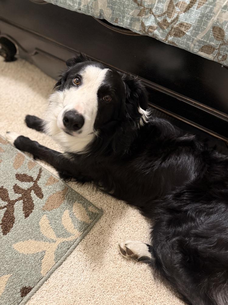 Enlarge Monty CA, a Adoptable mixed breed in Ontario, CA image 5/6