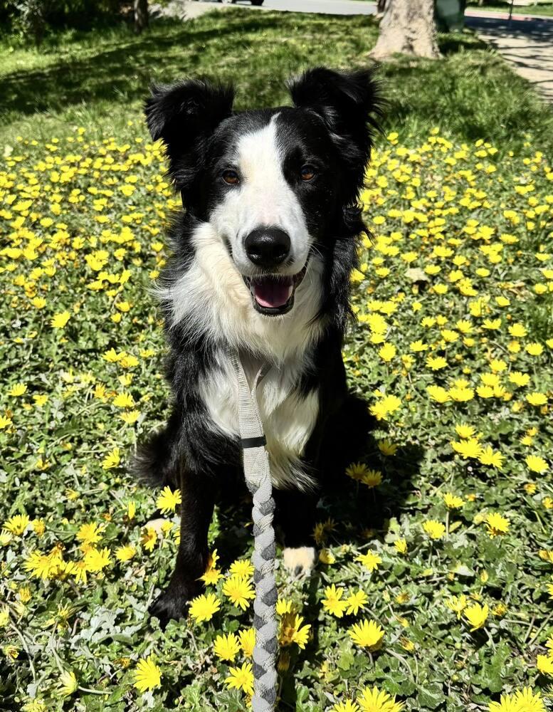 Enlarge Monty CA, a Adoptable mixed breed in Ontario, CA image 6/6