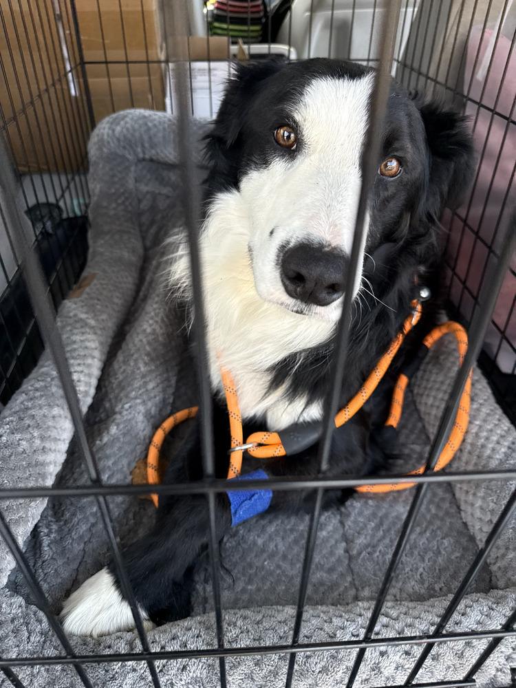 Enlarge Monty CA, a Adoptable mixed breed in Ontario, CA image 6/6