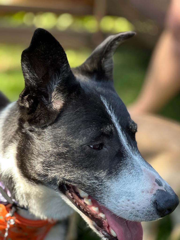 Enlarge Frankie (Francis), a Adoptable Collie in Calgary, AB image 1/6