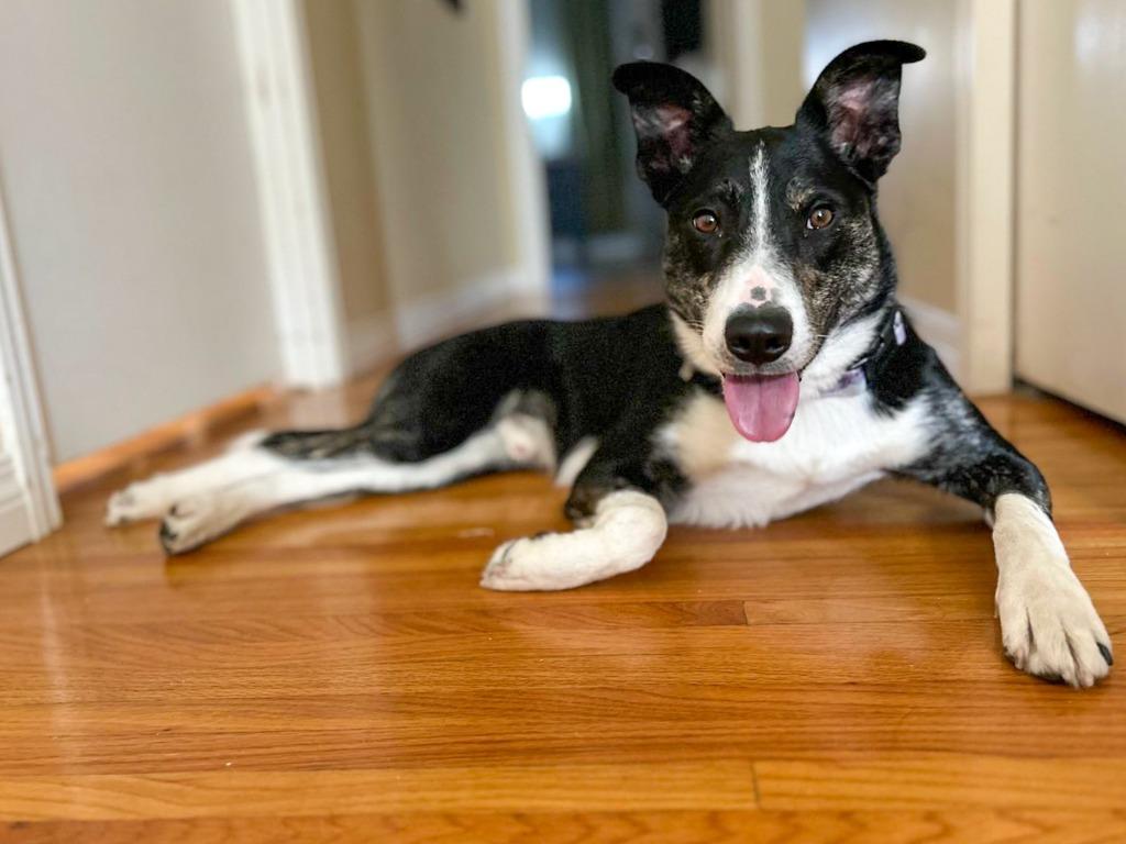 Enlarge Frankie (Francis), a Adoptable Collie in Calgary, AB image 2/6