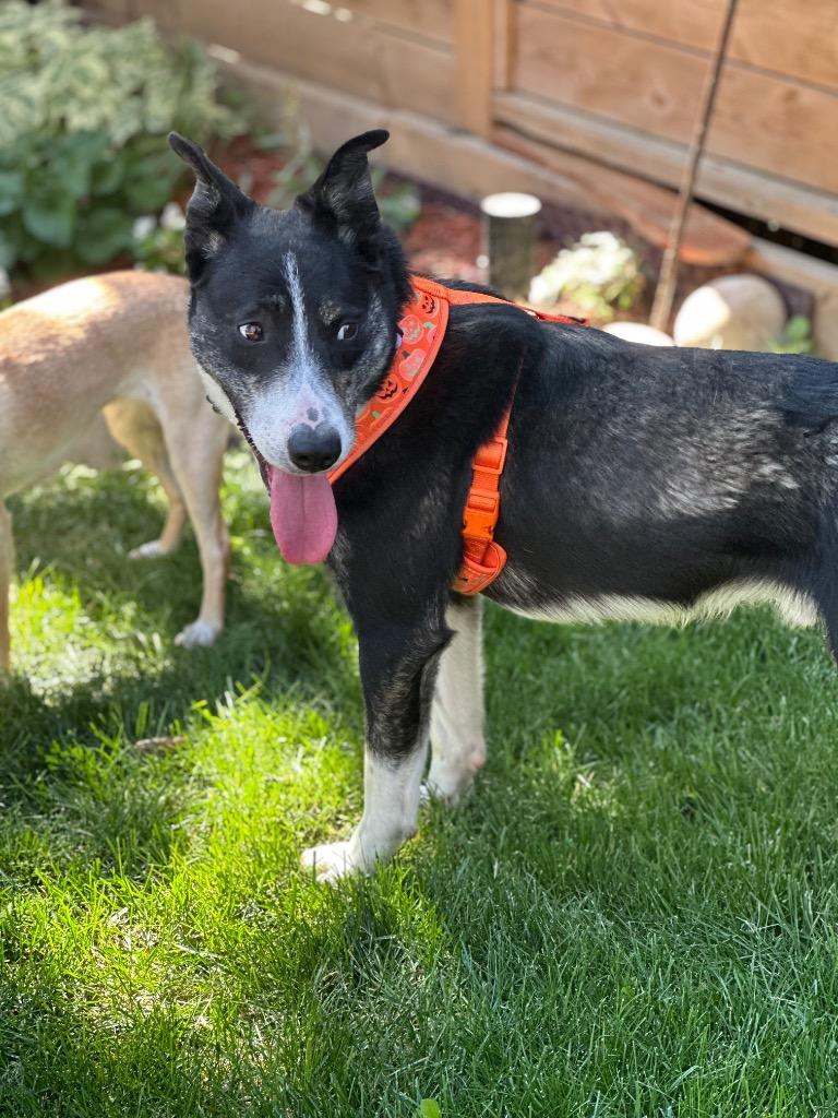 Enlarge Frankie (Francis), a Adoptable Collie in Calgary, AB image 3/6