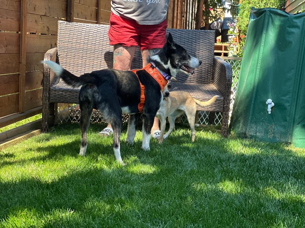 Enlarge Frankie (Francis), a Adoptable Collie in Calgary, AB image 5/6