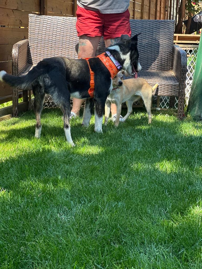 Enlarge Frankie (Francis), a Adoptable Collie in Calgary, AB image 6/6