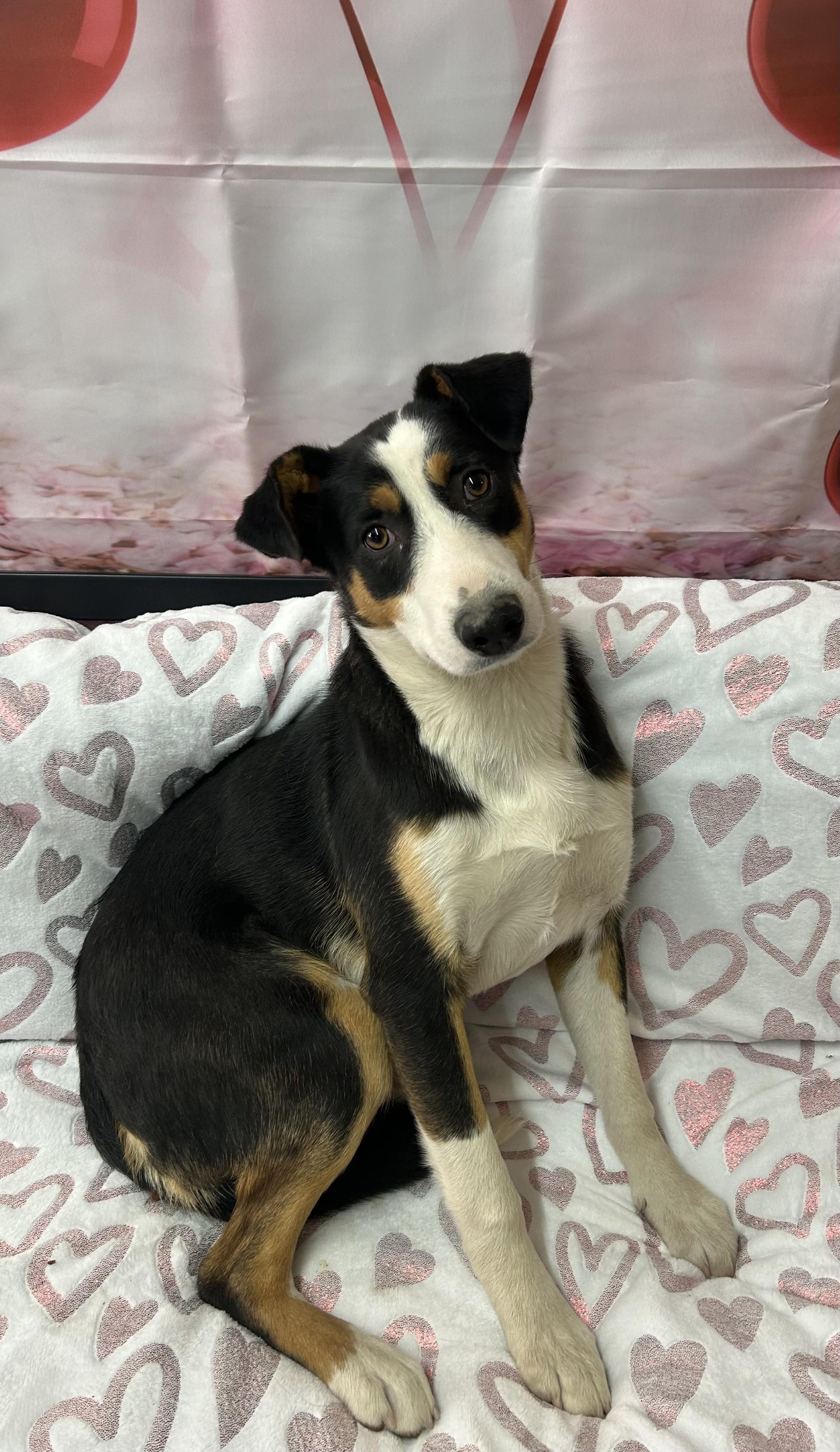 Skedaddle, ADOPTABLE, Adult Male Basenji & Border Collie.