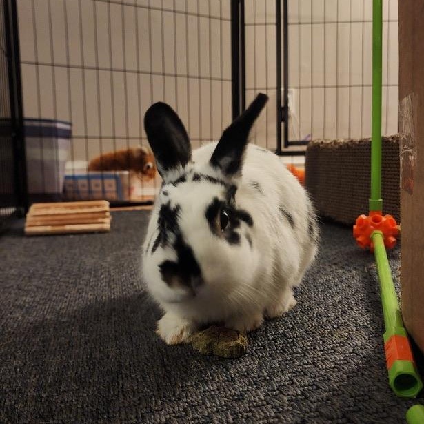 Enlarge Rosie & Lulu, a Adopted American in North salem, NY image 1/4