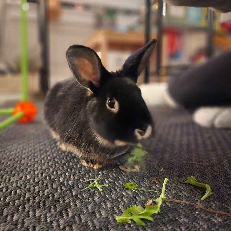 Enlarge Rosie & Lulu, a Adopted American in North salem, NY image 2/4