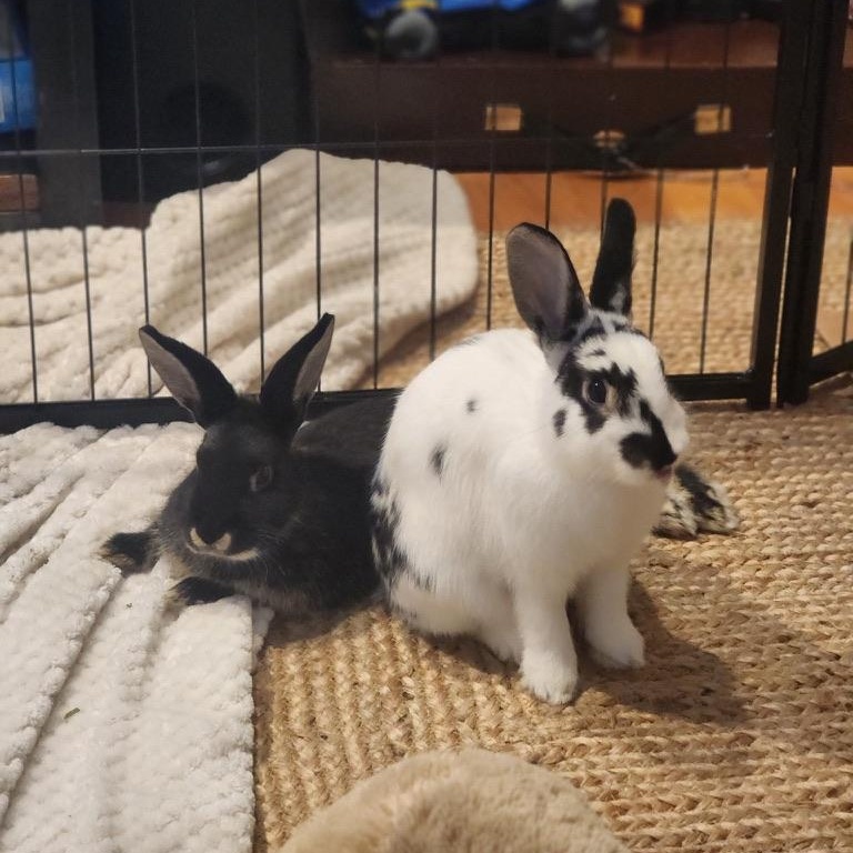 Enlarge Rosie & Lulu, a Adopted American in North salem, NY image 4/4