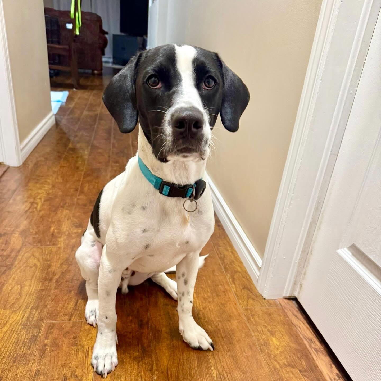 Milo, adopted, Young Male English Pointer & Labrador Retriever.