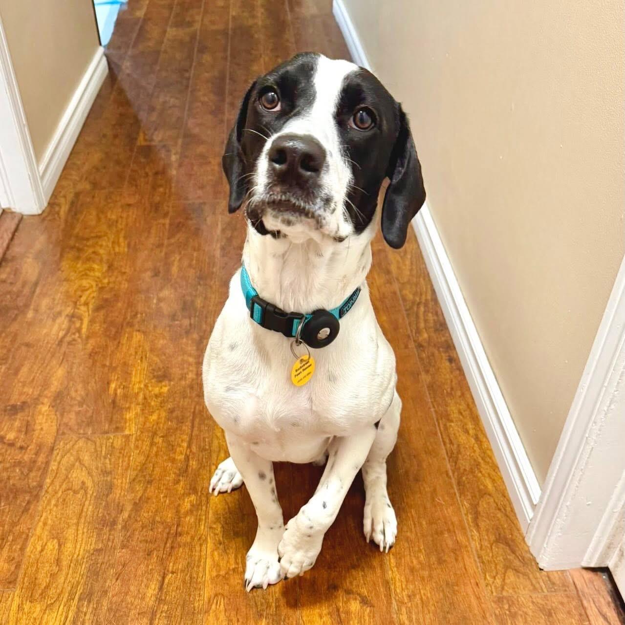 Enlarge Milo, an adopted mixed breed in Dunnville, ON image 2/2