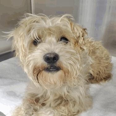 Earl, ADOPTABLE, Young Male Miniature Poodle & West Highland White Terrier / Westie.