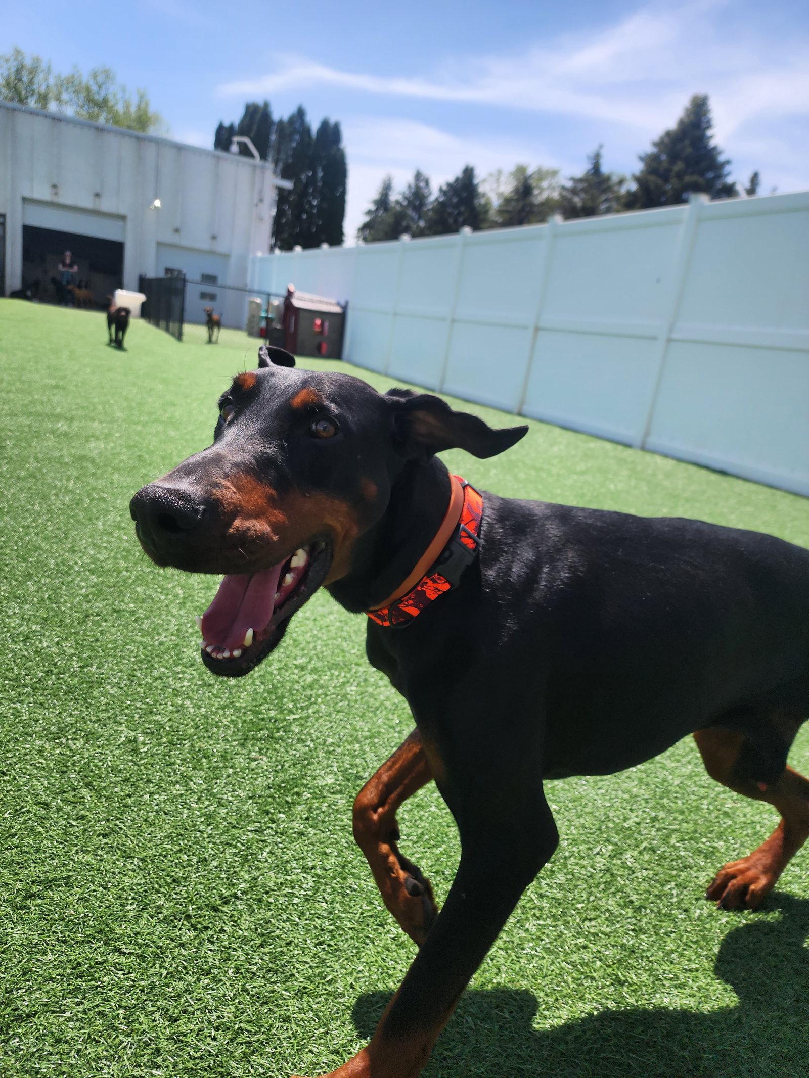 Dior, Adoptable, Adult Male Doberman Pinscher.