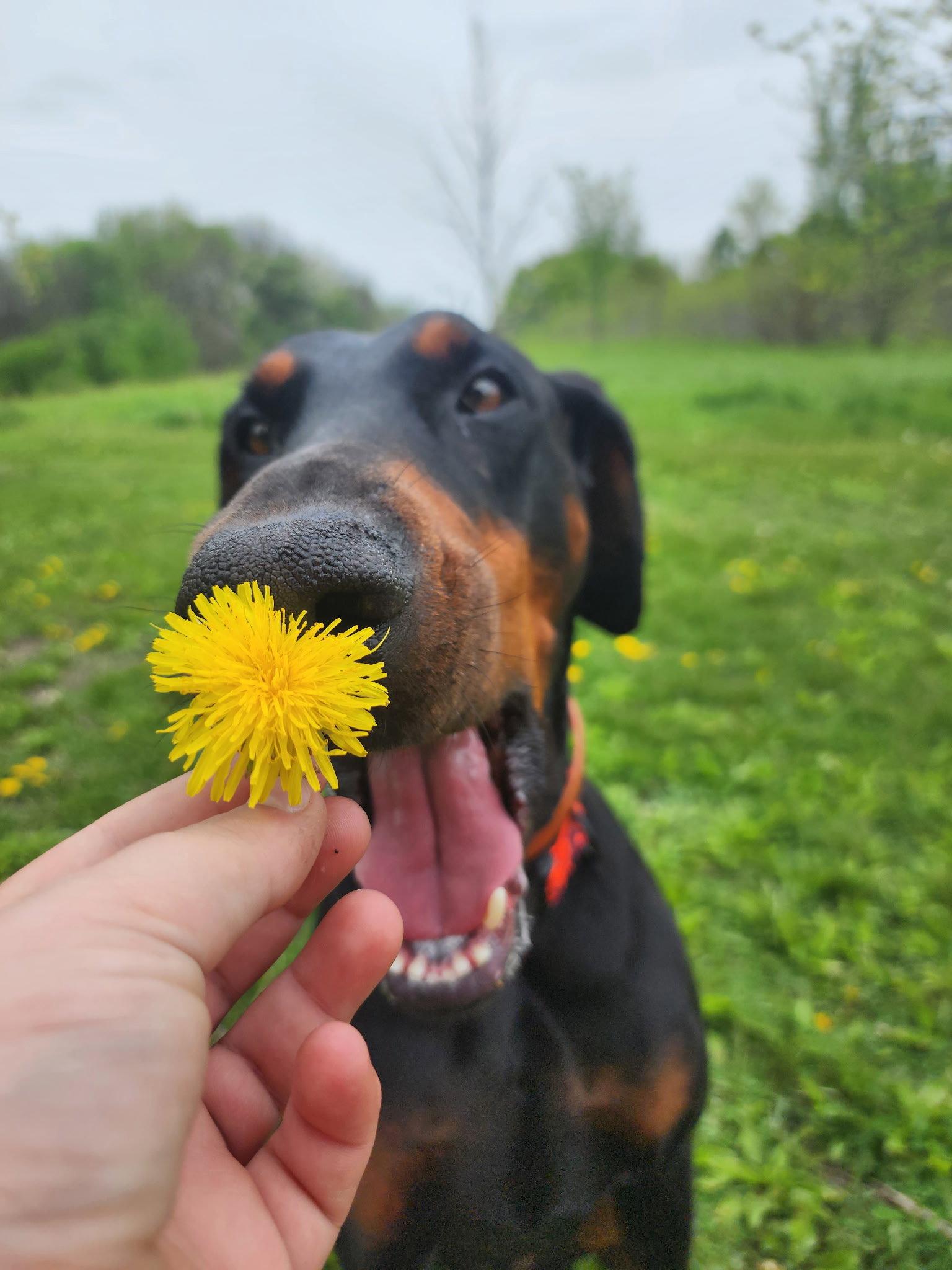 Dior, Adopted, Adult Male Doberman Pinscher.