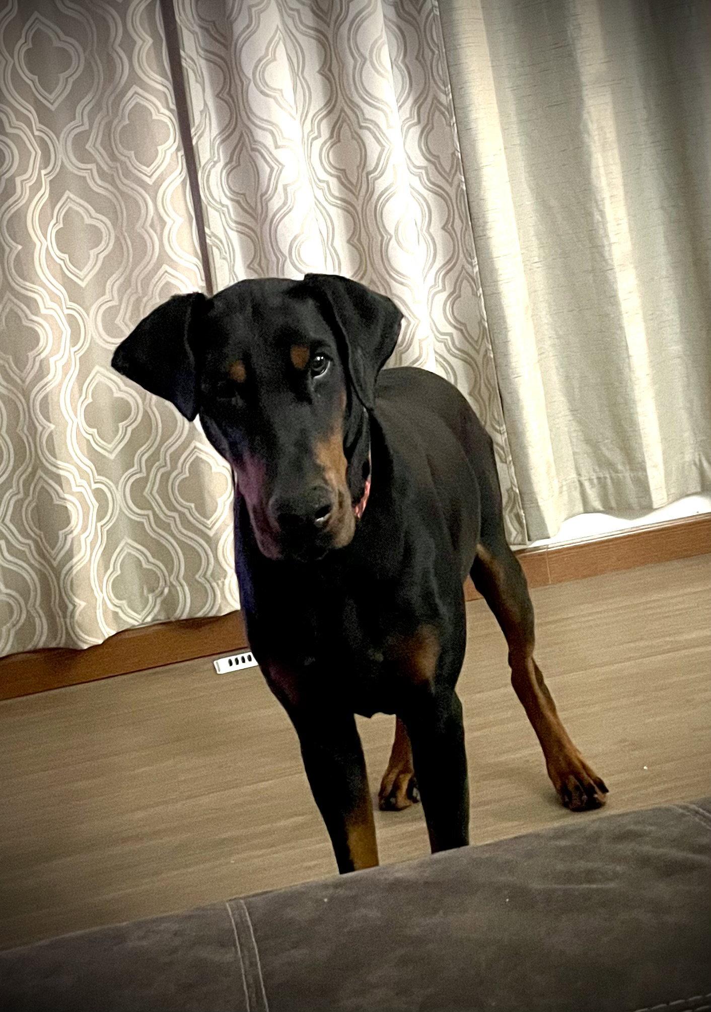 Dior, Adoptable, Adult Male Doberman Pinscher.