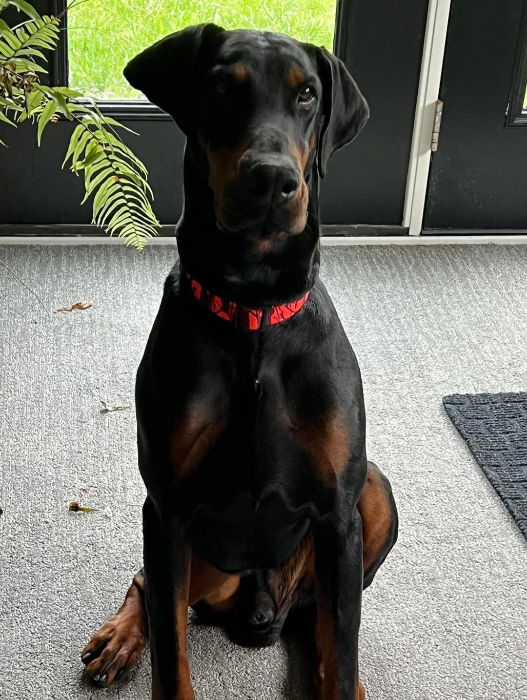 Enlarge Dior, a Adoptable Doberman Pinscher in Buffalo, MN image 2/3
