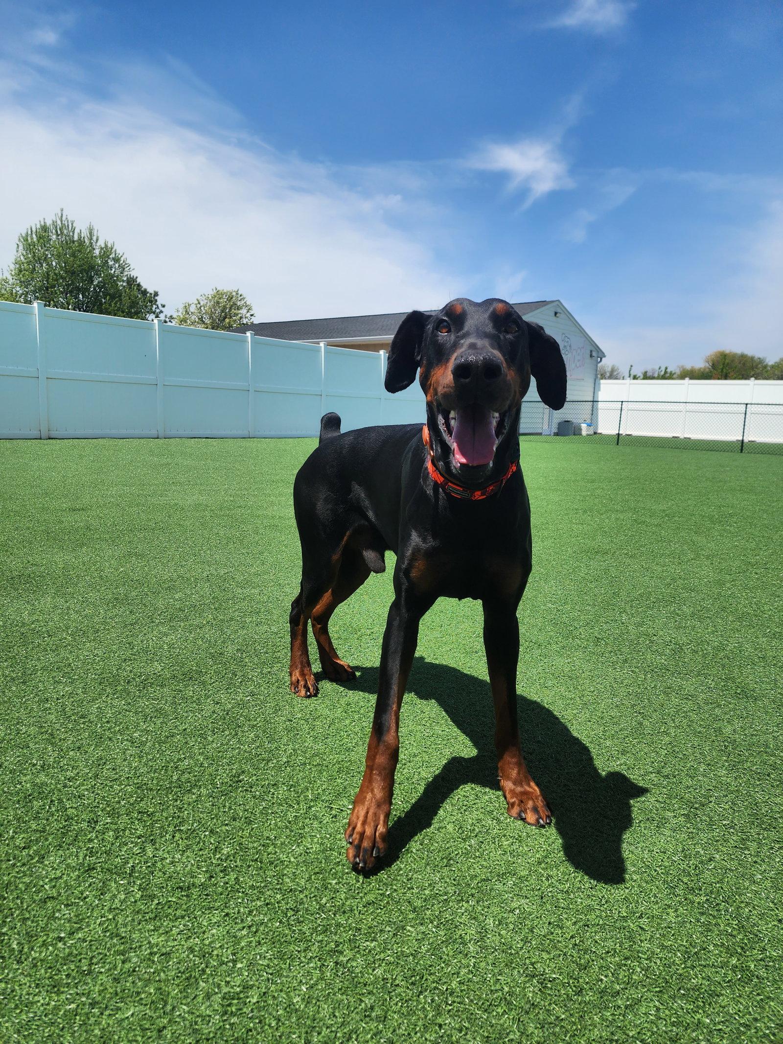 Enlarge Dior, a Adoptable Doberman Pinscher in Buffalo, MN image 3/3