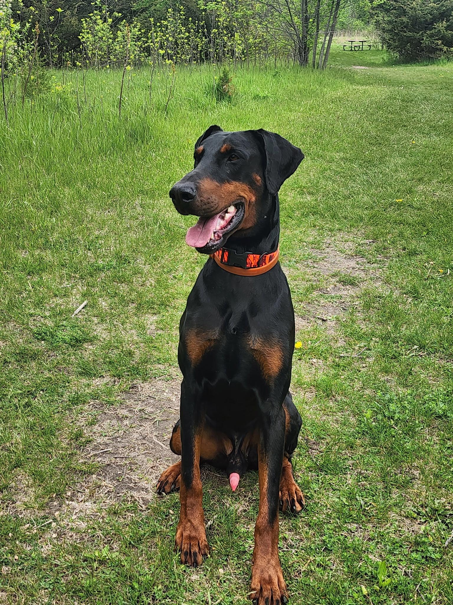 Dior, a Adopted Doberman Pinscher in Buffalo, MN image 2/3