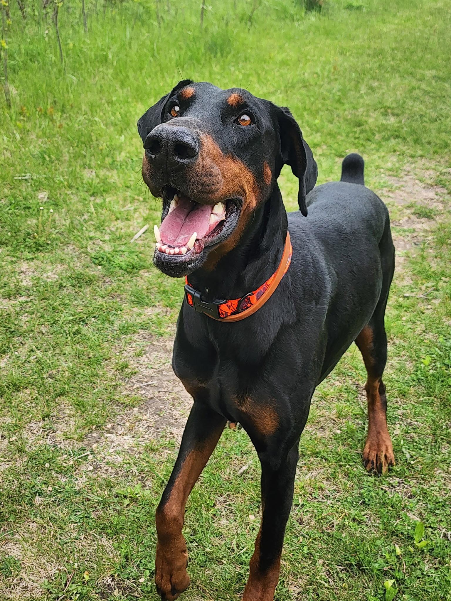 Dior, a Adopted Doberman Pinscher in Buffalo, MN image 3/3